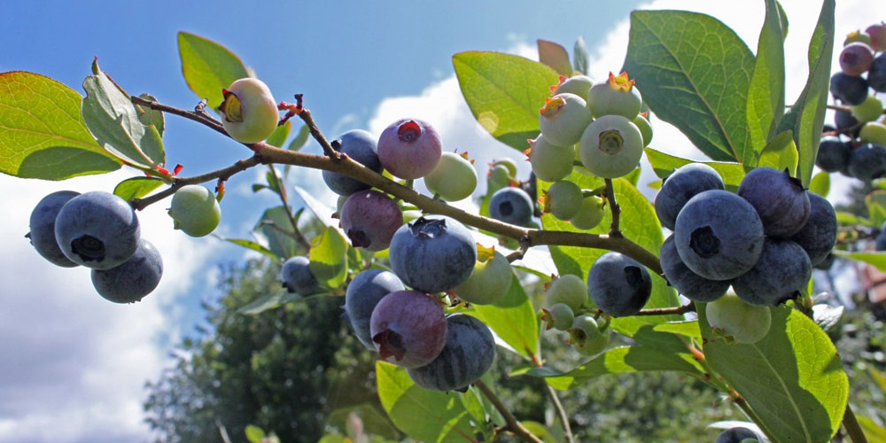 Aronia