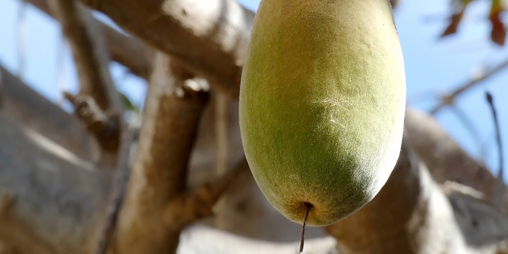 Baobab