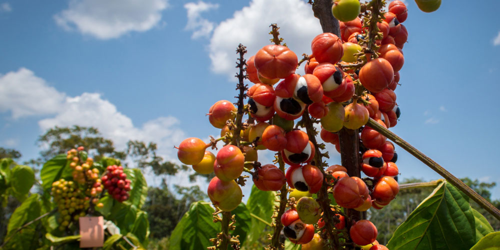 Guarana
