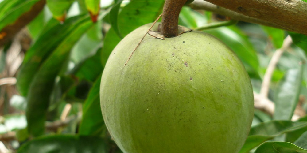 Lucuma