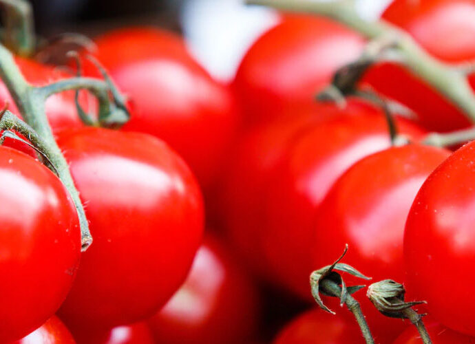 Tomaten selber ziehen