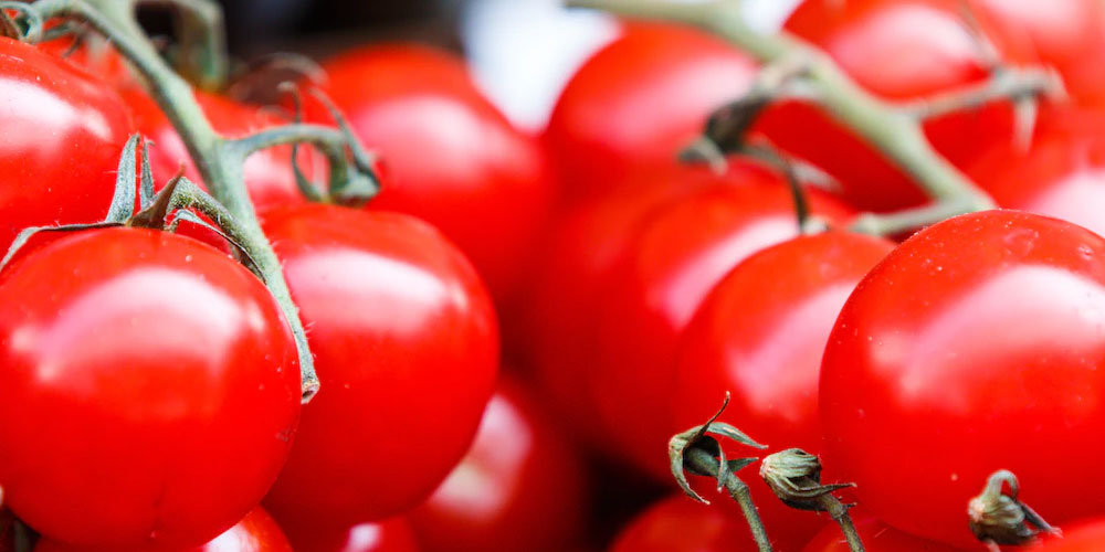 Tomaten-selber-ziehen
