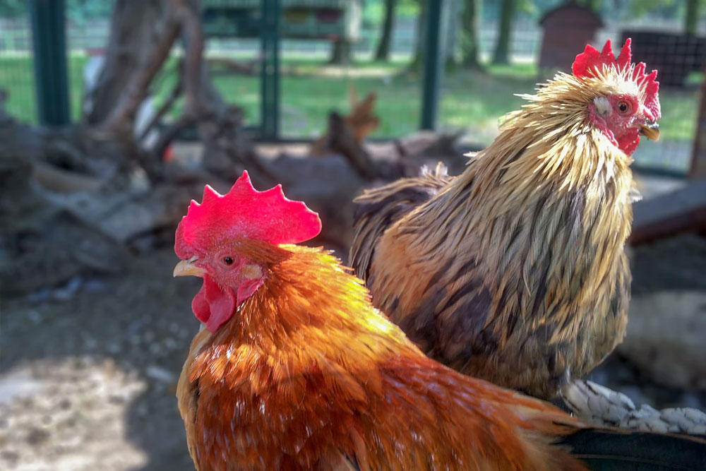 Hühnerhaltung in der Stadt: Kleine Hühnergärten für Selbstversorger