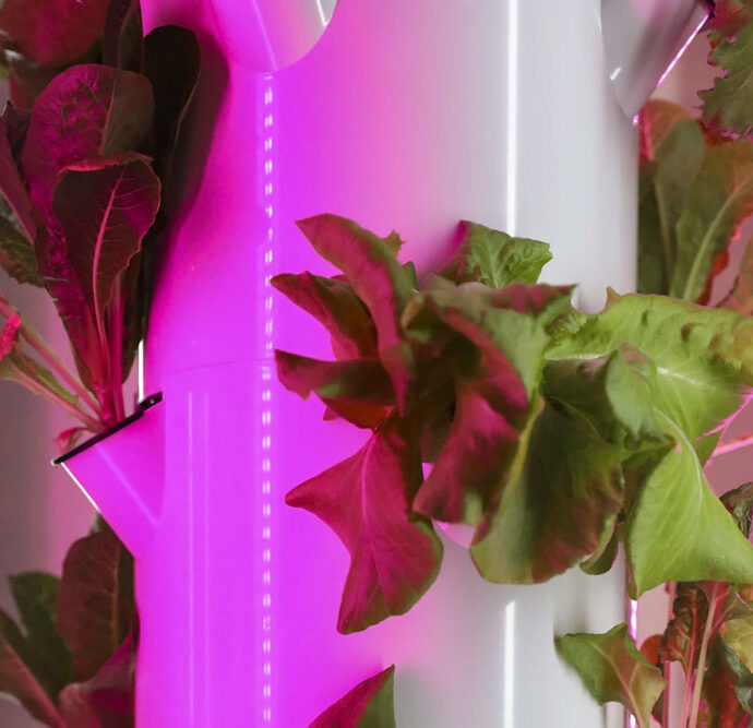 DIY-Hydroponiksysteme: Indoor-Gärtnern ohne Erde